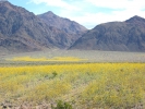 PICTURES/Death Valley - Wildflowers/t_Death Valley - Fields of Flowers7.JPG